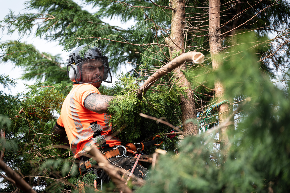 Property Tree Risk, Arboriculture, Tree Removal 1 (11)