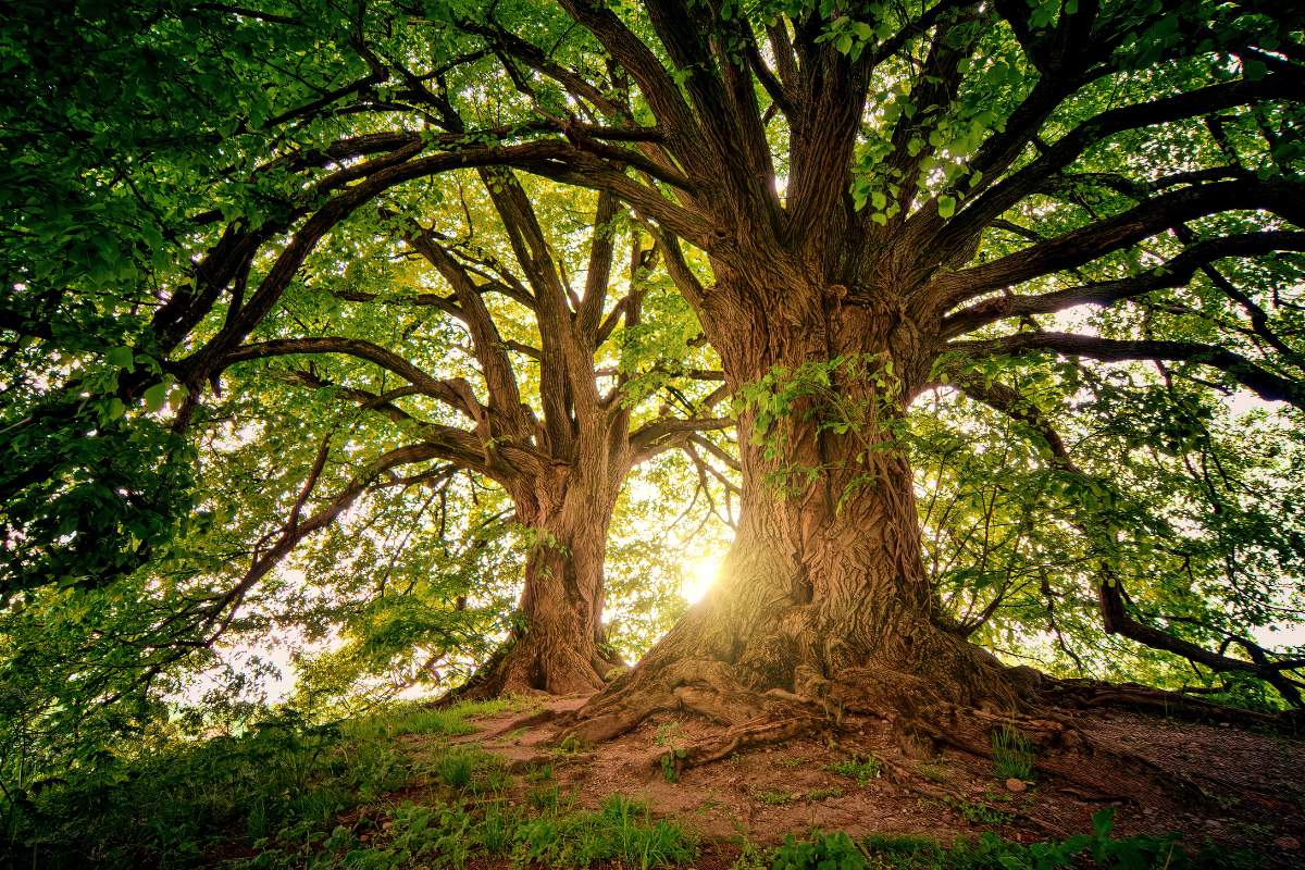 Property Tree Risk, Arboriculture, Tree Removal 1 (5)