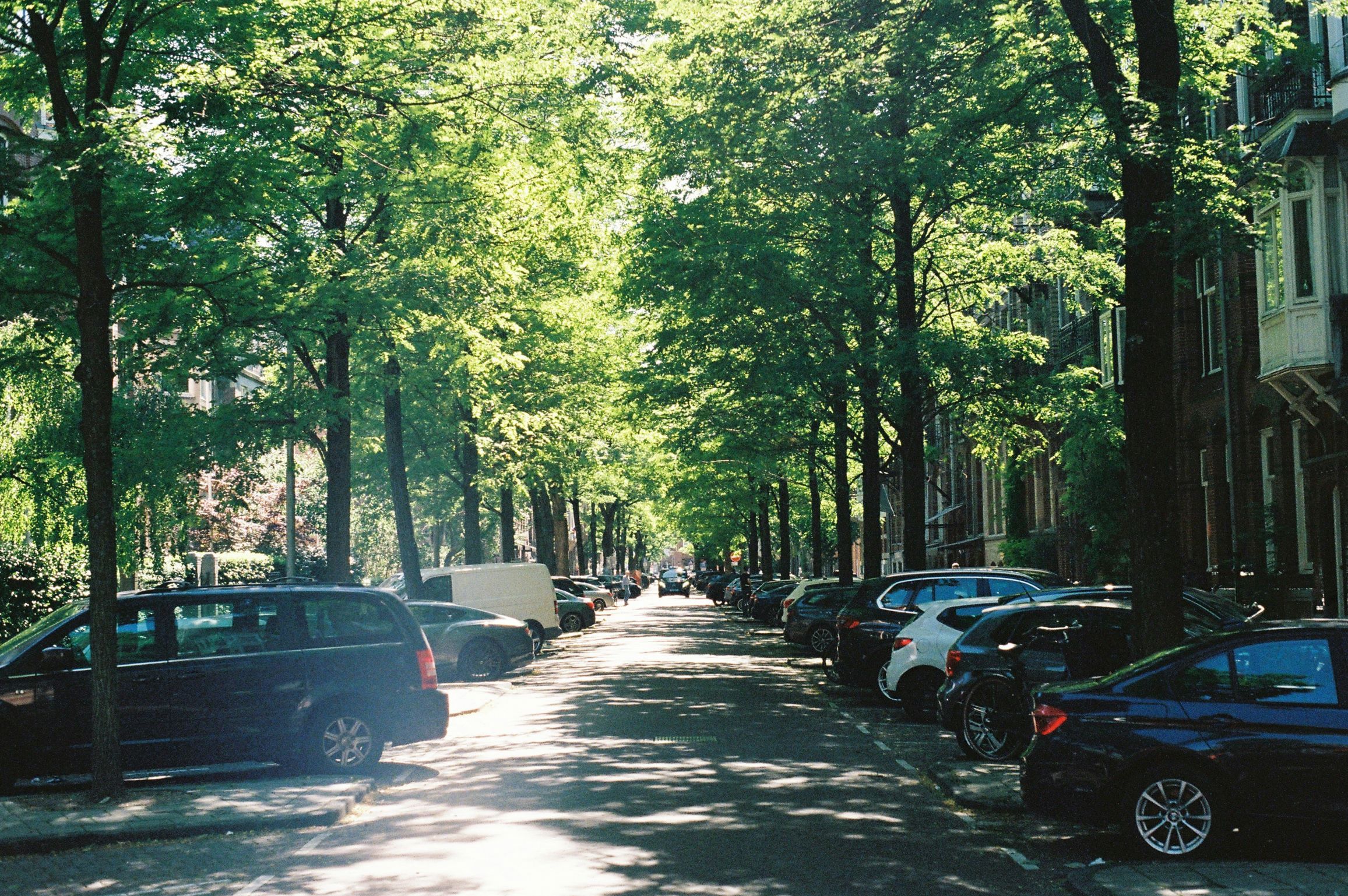 Treemanagmentflatroofblog